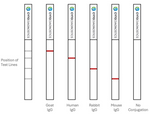 5nm Maleimide-Activated Gold Nanoparticle Conjugation Kit (MIDI Scale-Up Kit)