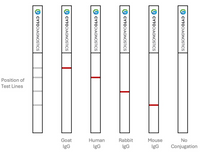 10nm Maleimide-Activated Gold Nanoparticle Conjugation Kit (3 Reactions)