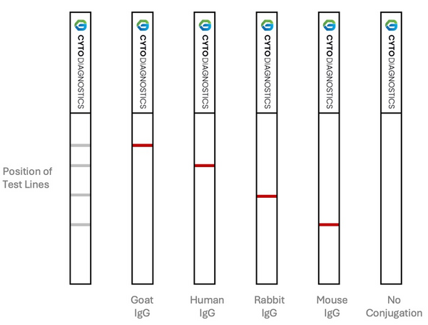 40nm NHS-Activated Gold Nanoparticle Conjugation Kit (3 Reactions)