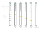 Conjugation QC Lateral Flow Dipstick Kit