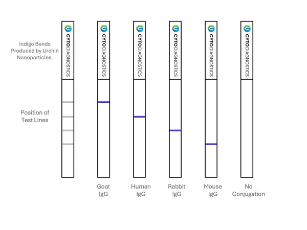 90nm NHS-Activated Gold NanoUrchins Conjugation Kit (MIDI Scale-Up Kit)